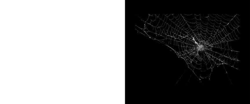 Intricate spider web on black background, delicate white silk threads in dark space, fragile cobweb pattern for Halloween and nature concepts