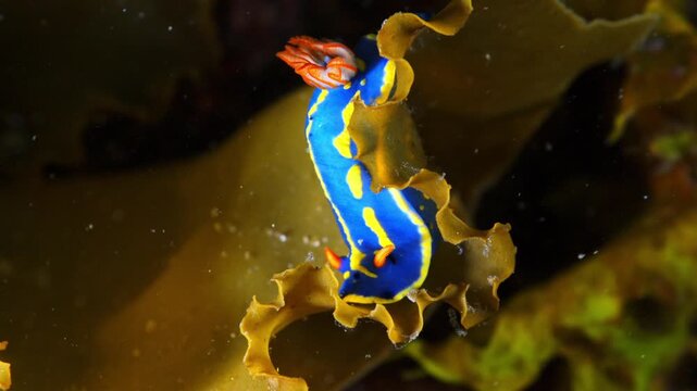 波に揺れる海藻にしっかり捕まるアオウミウシ 水中マクロ 4K