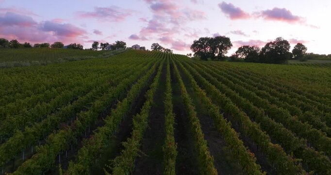 Aerial Drone Over Irpinia Vineyard at Sunset, Amalfi Coast Italy
