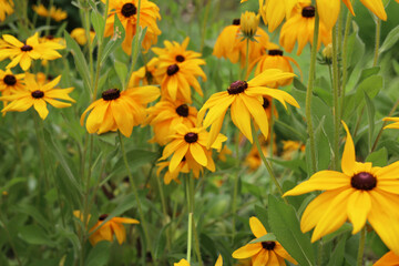 Fototapeta premium Beautiful field of yellow Black-eyed Susan flowers in the garden.