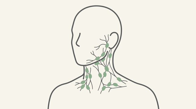 Diagrammatic human lymphatic system in neck and head area, illustrating lymph nodes and vessels, concept for medical education, immunology research and healthcare information