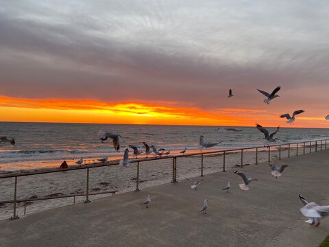 seagulls at sunset