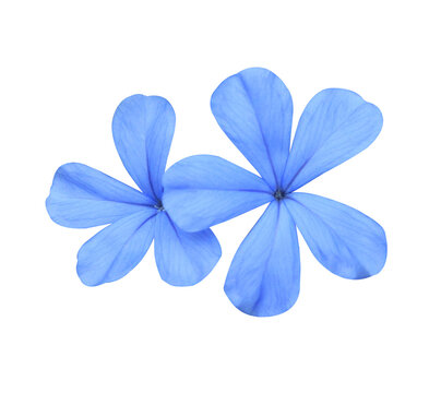 White plumbago or Cape leadwort flower. Close up small blue flower bouquet isolated on transparent background.	