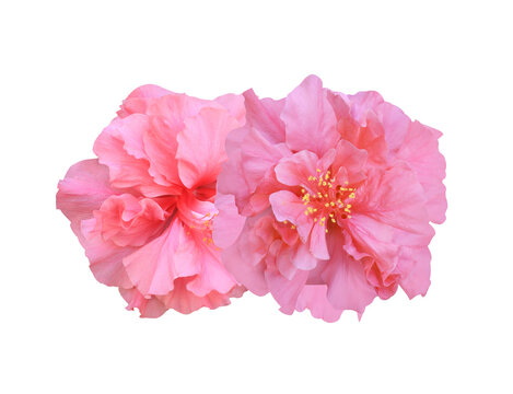 Shoe Flower or Hibiscus or Chinese rose flower. Close up of pink hubiscus flower bouquet isolated on transparent background.	