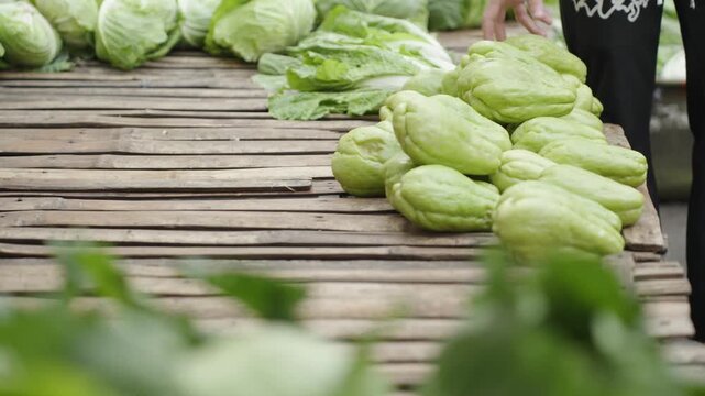 Vendor Arranging Fresh Chayote at a Local Market
