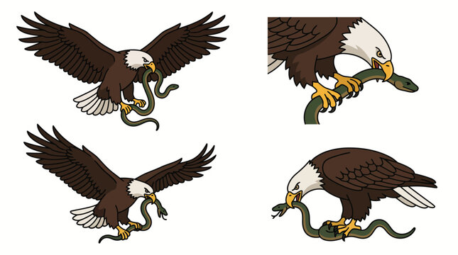 Collection of bald eagle illustrations attacking and holding a snake in flight and standing.