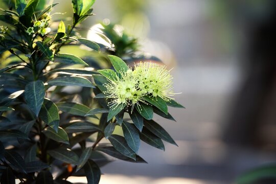 Close-up of Xanthostemon Chrysanthus flowers with delicate stamens and green leaves