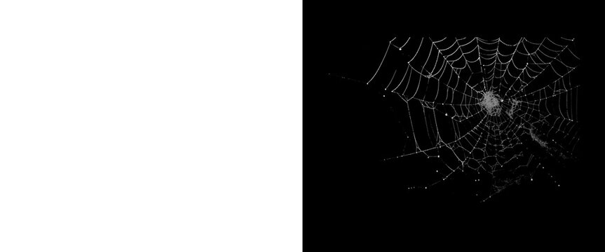 Intricate spider web on black background, delicate white spiderweb texture, spooky cobweb overlay for Halloween design, fragile silk net pattern