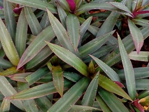 Fresh green and purple foliage of boat lily plant after rain