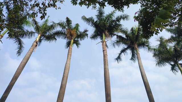 Low angle view of tall royal palm trees or Roystonea regia plant