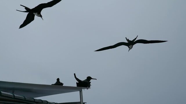 Frigatebirds in flight gliding on air currents flying by stationary birds