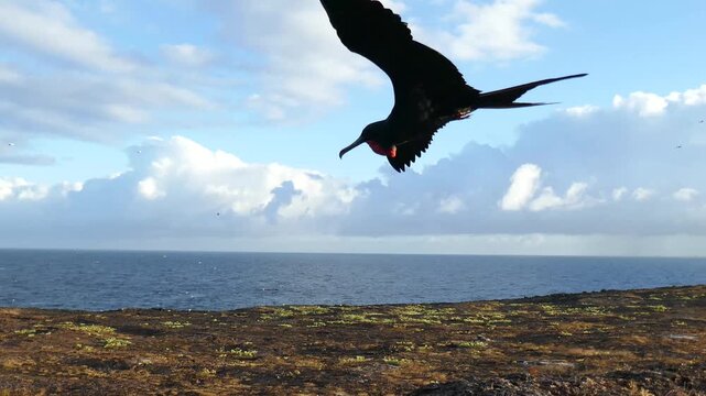 Male frigatebird flying and flapping wings with Galapagos Islands ocean landscape in background