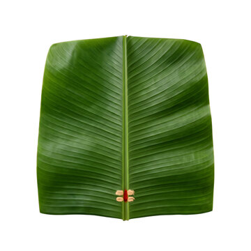Fresh green banana leaf with traditional tilak with vermilion tilak mark on transparent background