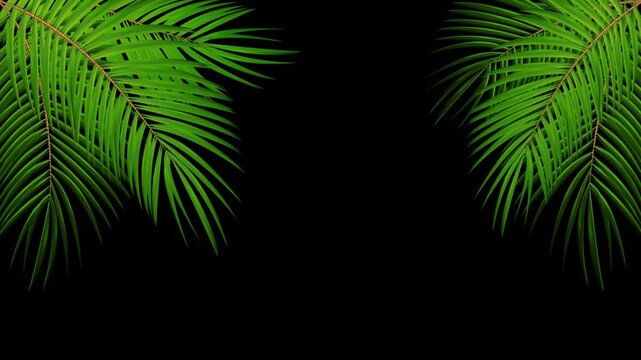 Green tropical palm tree leaves border with transparent background overlay nature foliage plant leaf
