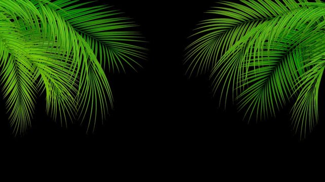 Tropical green palm leaves border isolated on black background nature foliage plant leaf botanical