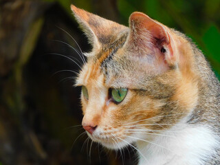 Side profile portrait of an alert domestic cat looking away in natural light © Elia