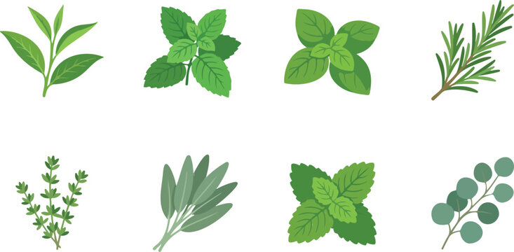 Herb plant vector illustration set showing mint, basil, rosemary, thyme, sage, peppermint, and eucalyptus leaves in natural botanical design concept