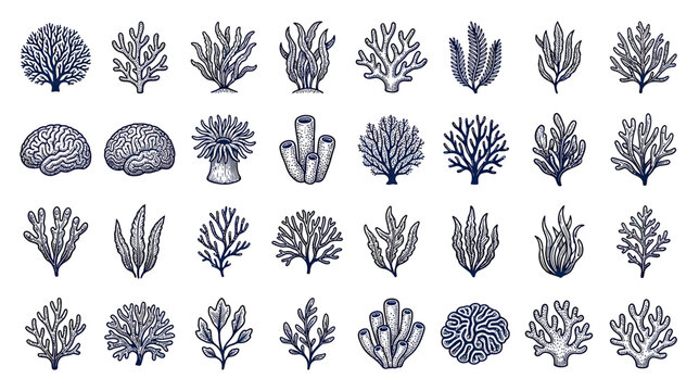 Collection of Hand-Drawn Underwater Plant Illustrations