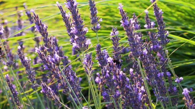 Lavender bushes and green grass sway in a summery meadow. Sunny morning light illuminates purple blossoms in close-up as a fluffy bumblebee lands on the aromatic plant to collect nectar.