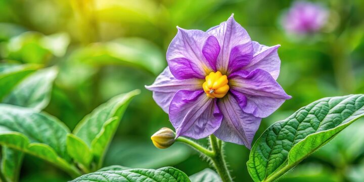 Close-up of flowering potato tuber inflorescence with delicate purple petals and yellow center