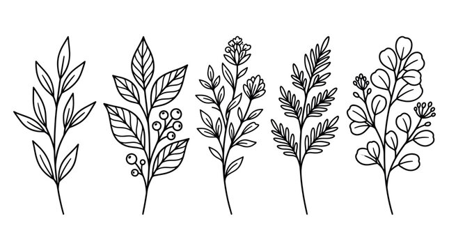 Botanical leaf sprig and branch line art collection.