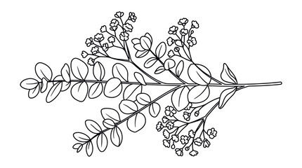 Flowering eucalyptus branch with delicate buds and leaves. © Sahabat