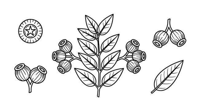 Eucalyptus branch and gumnut botanical line art illustration