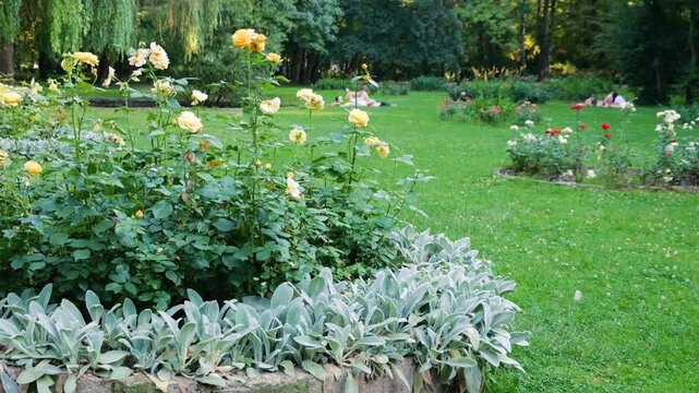 Blooming yellow roses and soft silver stachys byzantina plants border a green lawn in a public park. People rest on the grass under shady trees, creating a peaceful summer atmosphere.