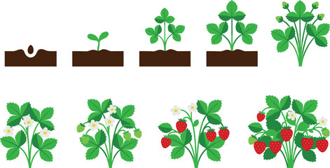 Strawberry plant growth stage life cycle flat vector illustration set from seed sprout flower to ripe red berry bush © Prodip
