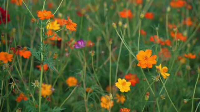 Yellow and Pink sulfur Cosmos flowers blooming in the garden of the nature background.