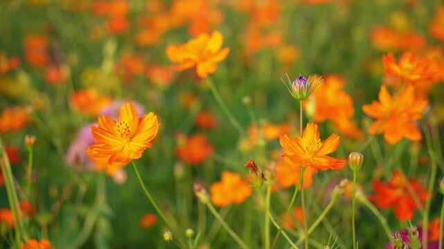 Yellow and Pink sulfur Cosmos flowers blooming in the garden of the nature background.