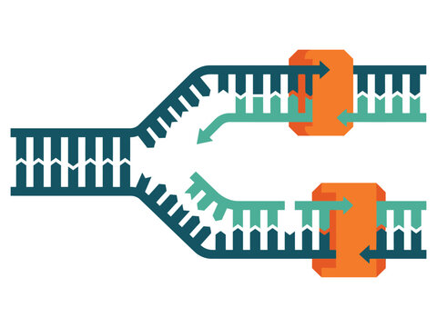 Dna replication process illustration with DNA synthesis DNA polymerase molecular biology cell biology organic molecule nucleic acid DNA strand replication fork strand separation semi conserva