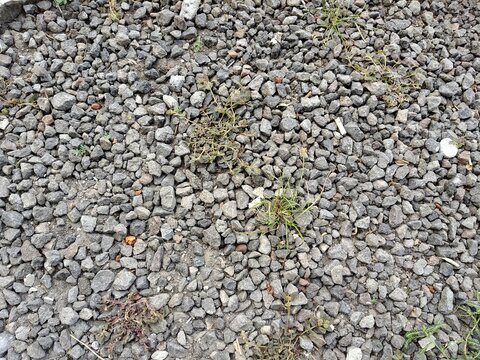 Gray crushed gravel stones on ground with small green weeds in outdoor natural light background