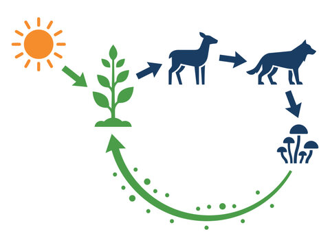 Scientific diagram of ecosystem energy flow and food chain cycle with ecosystem biological environment predator educational decomposers producers consumers sunlight nutrition resources