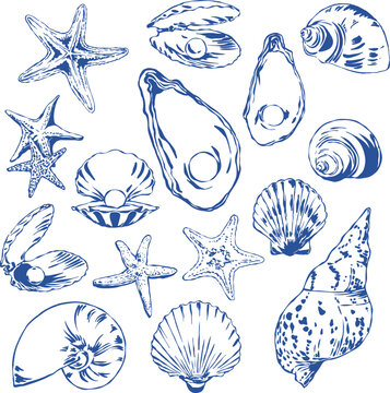 Hand Drawn Seashell and Starfish Collection Vector Illustration