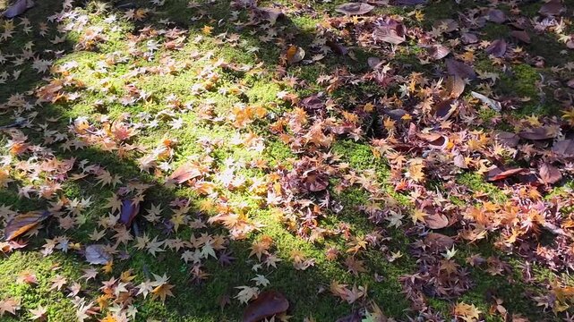秋の釣耕園　熊本市