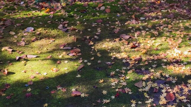 秋の釣耕園　熊本市