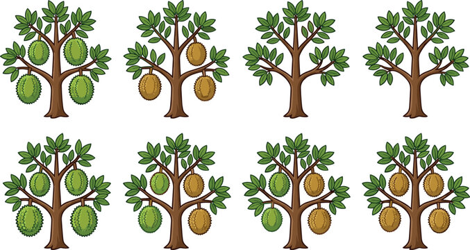 Tropical durian trees growth stage life cycle vector set featuring cartoon illustration of green and brown spiky exotic fruit tree