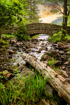 stream in the forest