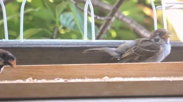 庭の餌台でナッツを食べるスズメの親鳥と巣立ったばかりの幼鳥 4K