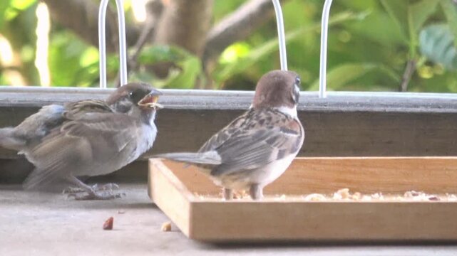 親鳥からエサをもらうスズメの幼鳥のクローズアップ  雀の子育て  4K