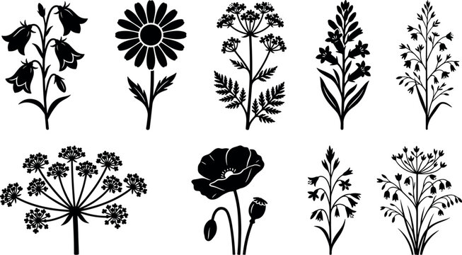 Wildflowers and meadow herbs black silhouette vector collection featuring daisy poppy bluebell and botanical field plant graphics