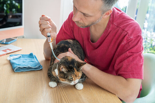 Pet owner administering dissolved medication, probiotics and water via syringe through esophagostomy tube to cat recovering from acute pancreatitis complications after GI surgery. Home care, recovery.