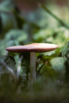 mushroom in the forest