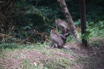 Two Long Tailed Macaques Showing Natural Social Behavior in Tropical Jungle © fadholi