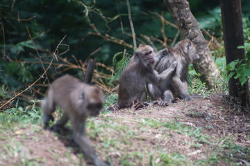 Wildlife Close Up of Two Long Tailed Macaques Playing in Forest Habitat © fadholi