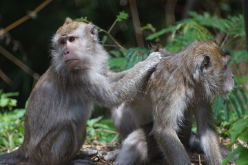 Two Wild Macaques Wrestling Near the Edge of a Lush Tropical Forest © fadholi