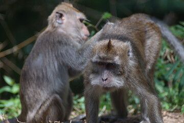 Pair of Wild Long Tailed Macaques Displaying Social Behavior in Nature © fadholi