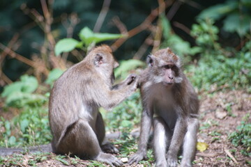 Playful Long Tailed Monkeys Wrestling in a Tropical Forest Environment © fadholi