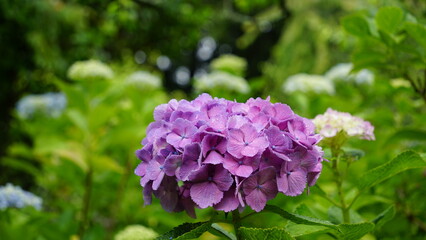 Fototapeta premium 紫陽花